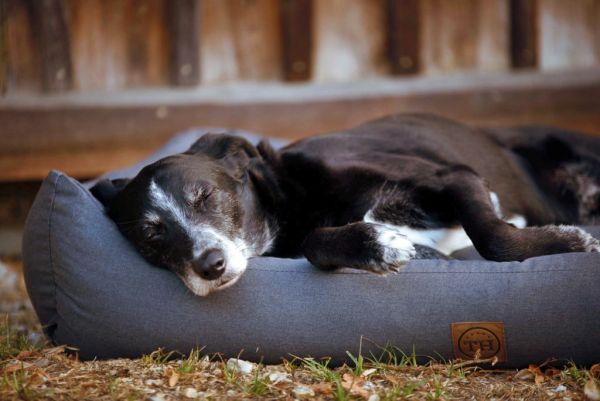 Traumhund Orthopädisches Hundebett Wallis