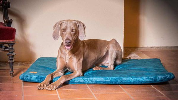 Orthopädische Hundematte Vintage Samt Traumhund